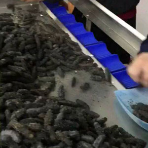 海参自动重量分选机的特性
